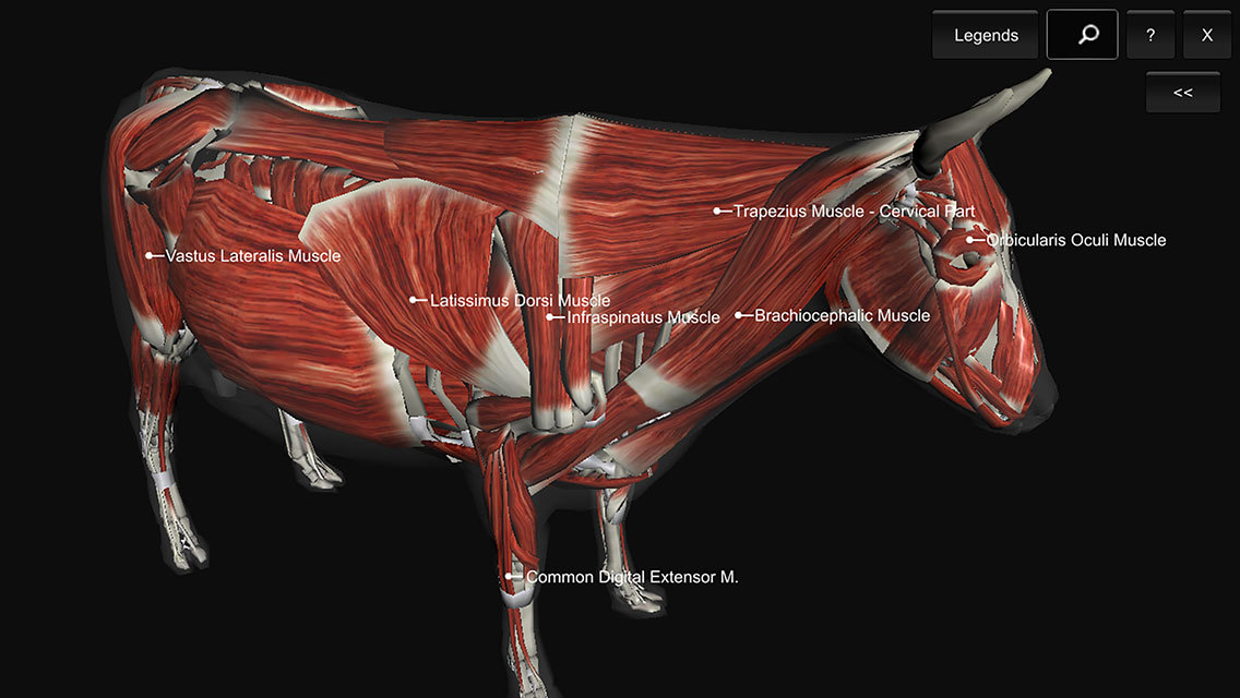 App Shopper: 3D Bovine Anatomy (Education)