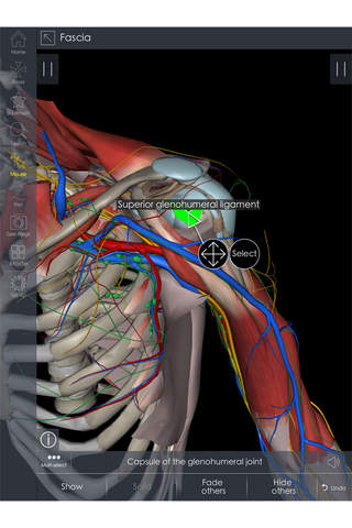 IB Up. Limb - 3D Detailed Anatomy screenshot 3