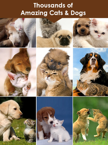 【免費書籍App】Cats & Dogs HD Wallpapers - Retina Ready Pictures of Cute Puppies, Lovely Kittens and Thousands of Different Cat and Dog Breeds Walls-APP點子