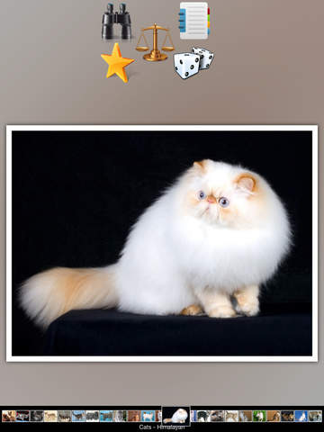免費下載娛樂APP|Cat Breeds Guide app開箱文|APP開箱王