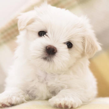 Puppy Wallpapers - Beautiful Cute Dogs And Puppies Photo Backgrounds LOGO-APP點子