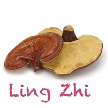 Heilpilz Ling Zhi 教育 App LOGO-APP開箱王