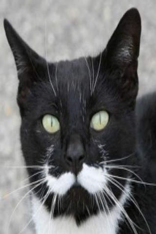 Cats With Mustaches screenshot 3