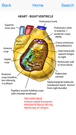 Instant Anatomy Flash Cards