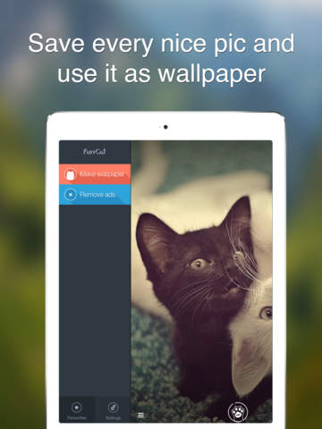 【免費娛樂App】Purr Cat - Cutest cat pics, photos and wallpapers-APP點子