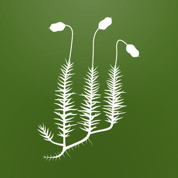 Biología - Plantas 2 LOGO-APP點子