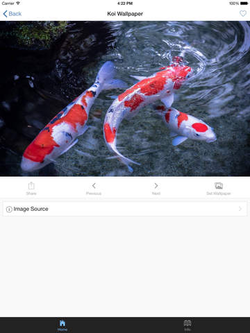 免費下載娛樂APP|Koi Wallpaper app開箱文|APP開箱王