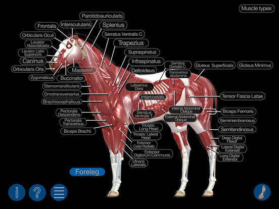 Horse Anatomy: Equine 3D on the App Store