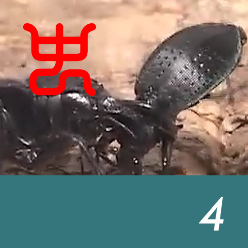 Insect arena 6 - 4.Manticora tiger beetle VS Carabid beetle