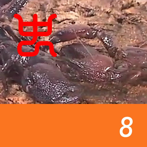 Insect arena 7 - 8.Emperor scorpion VS Red claw emperor scorpion