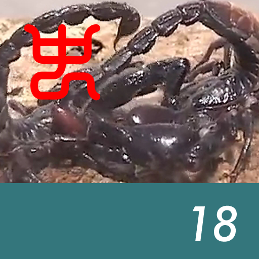 Insect arena 6 - 18.Asian forest scorpion VS Malaysian black scorpion