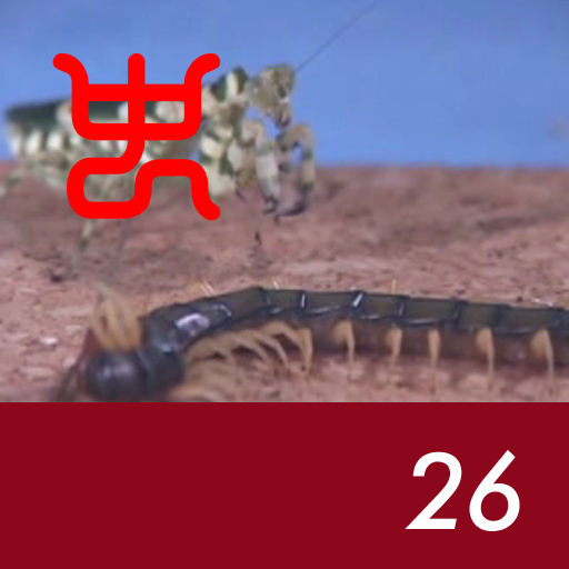 Insect arena 3 - 26.Taiwan giant centipede VS Spiny flower mantis