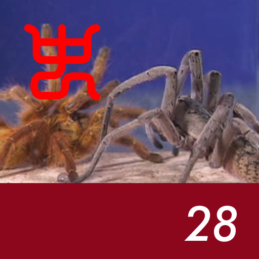 Insect arena 3 - 28.Huntsman spider VS Usambara orange baboonl