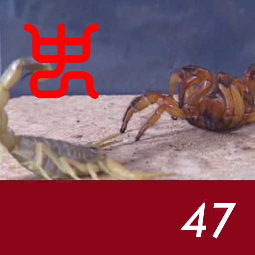 Insect arena 3 - 47.Egyptian golden VS Red trapdoor spider