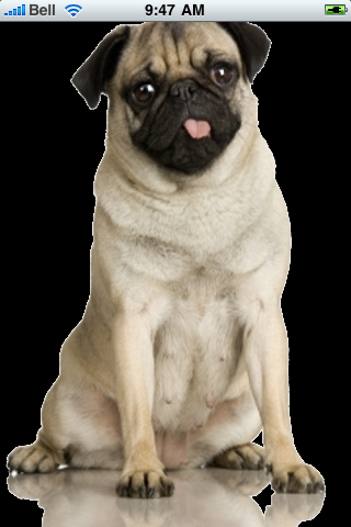 Pug Snow Globe image #1