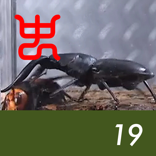 Insect arena 5 - 19.Asian giant hornet VS Saw stag beetle