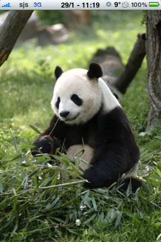 Giant Panda Slide Puzzle image #1