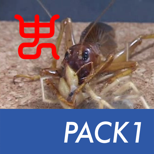 Insect arena 2 - Pack1. 9~13 Five showdowns of Riock!