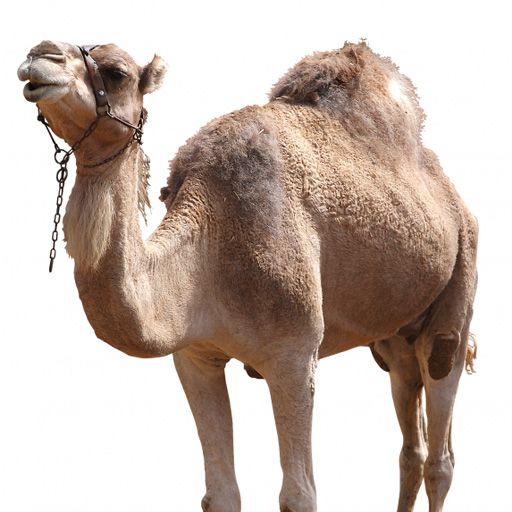 SlidePuzzle - Camel icon