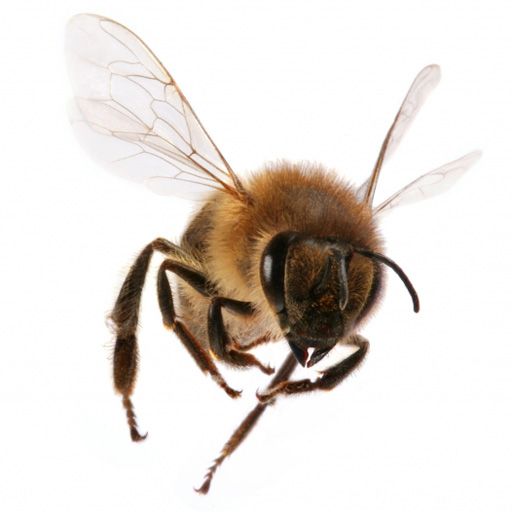 SlidePuzzle - Bee icon