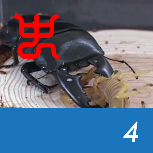 Insect Arena 2 – 4.Sumatran ache stag beetle VS Yellow fat tail