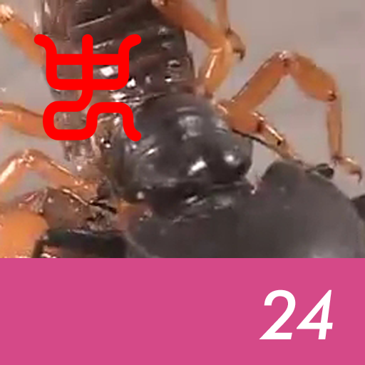 Insect arena 8 - 24.Manticora tiger beetle VS Somali red emperor scorpion