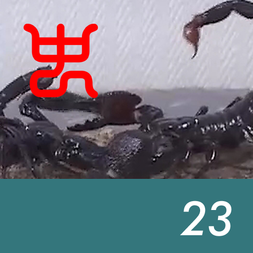 Insect arena 6 - 23.Malaysian black scorpion VS Emperor scorpion