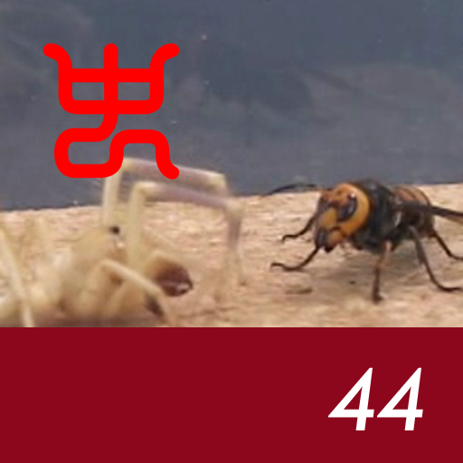 Insect arena 3 - 44. Wind scorpion VS Asian giant hornet