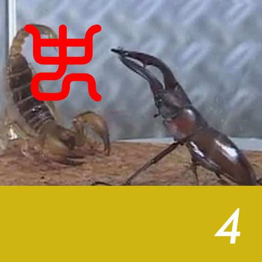 Insect arena 4 - 4.Tokara stag beetle VS Yellow forest scorpion
