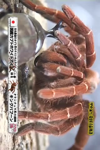 Insect Arena 4 2 Japanese White Eye Stag Beetle Vs King Baboonn Iphone Ipad Game Reviews Appspy Com