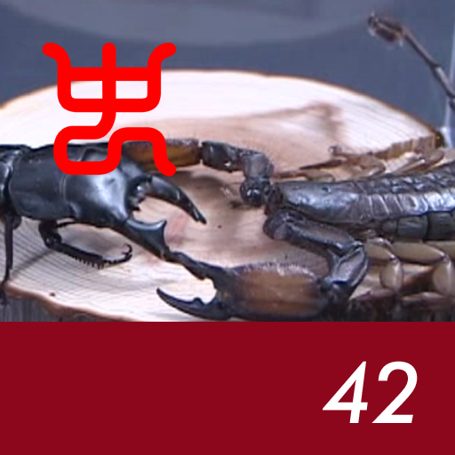 Insect arena 3 - 42.Alcides stag beetle(short tooth) VS Flatrock scorpion