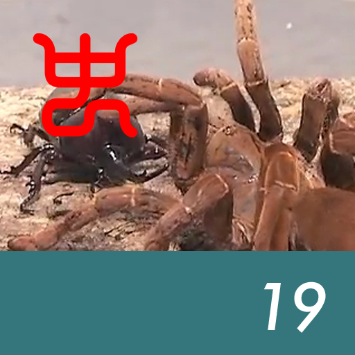 Insect arena 6 - 19.King baboon VS Japanese stag beetle