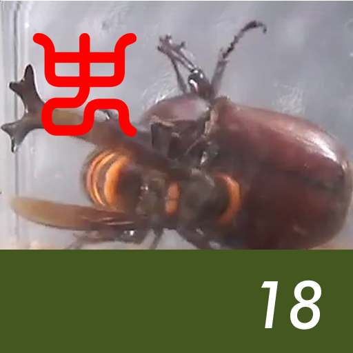 Insect arena 5 - 18.Asian giant hornet VS Japanese horned beetle