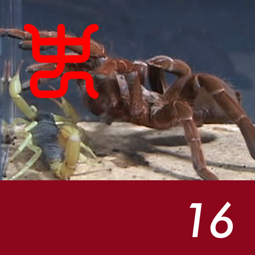 Insect arena 3 - 16.King baboon VS Desert hairy