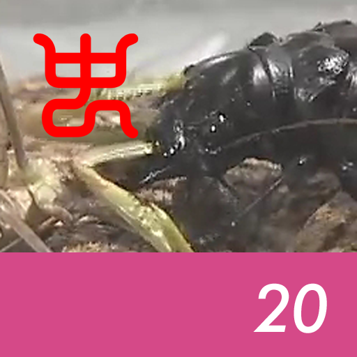 Insect arena 8 - 20.Manticora tiger beetle VS Harabiro mantis