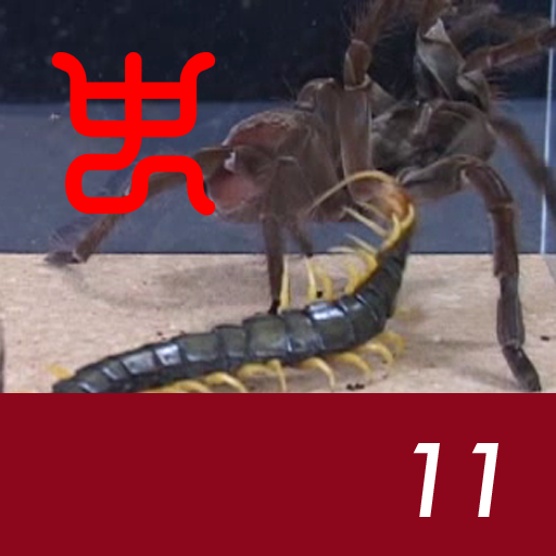 Insect arena 3 - 11.Okinawan giant centipede VS Goliath birdeater