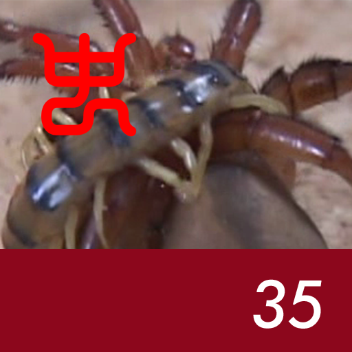 Insect arena 3 - 35.tiger centipede VS  Red trapdoor spider