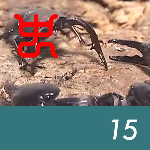 Insect arena 6 - 15.Malaysian black scorpion VS Amami saw stag beetle