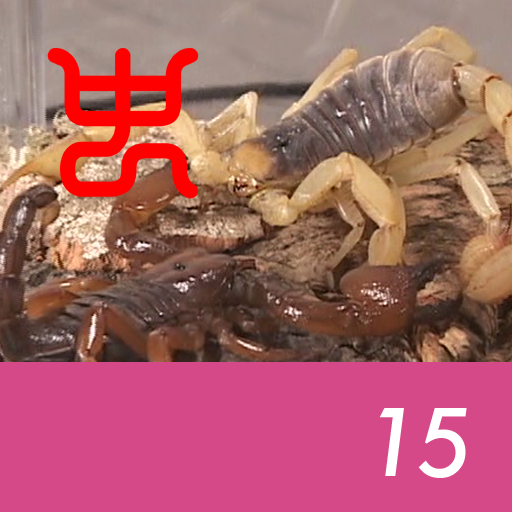 Insect arena 8 - 15.Desert hairy VS Somali red emperor scorpion