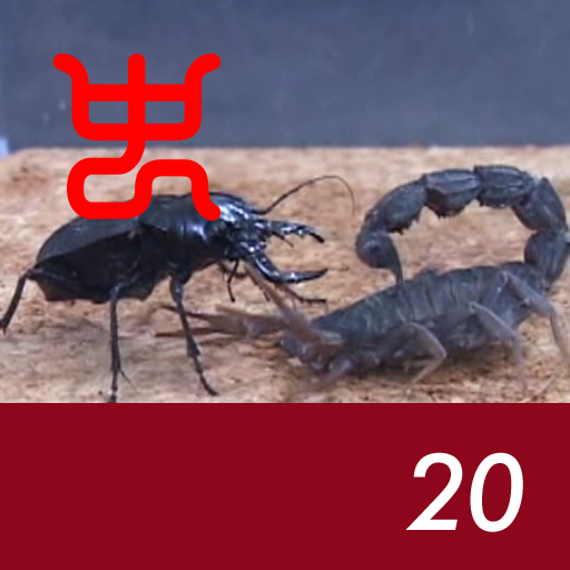 Insect arena 3 - 20.Manticora tiger beetle VS Giant deathstalker