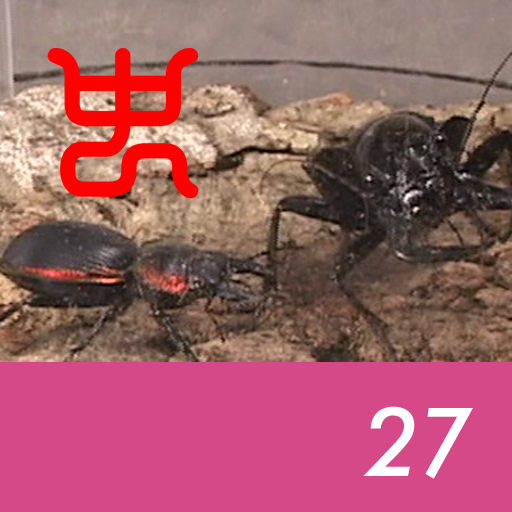 Insect arena 8 - 27.Manticora tiger beetle VS Red edge ground beetle