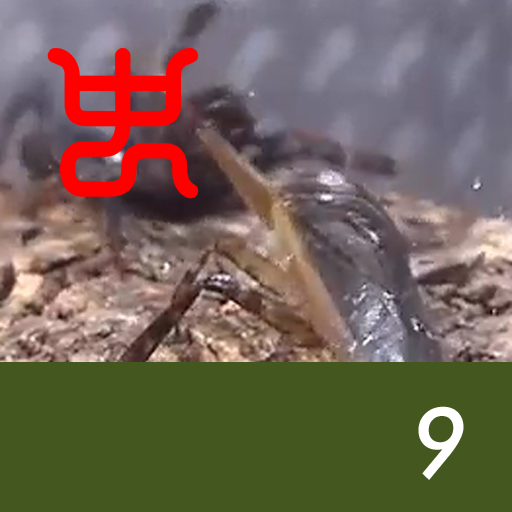Insect arena 5 - 9.Giant water bug VS Black mole wind scorpion