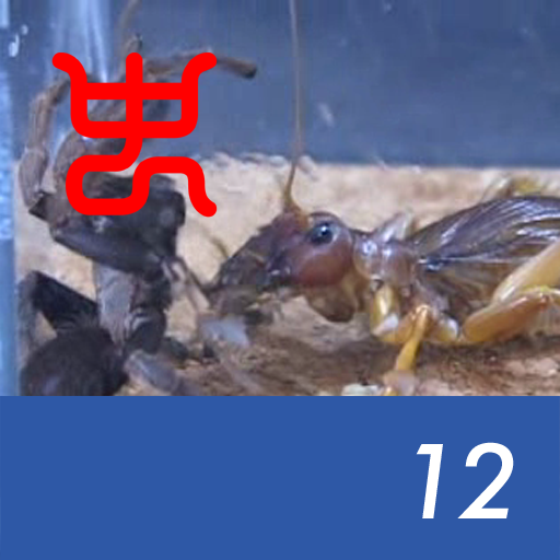 Insect Arena 2 - 12.Riock VS Burmese brown