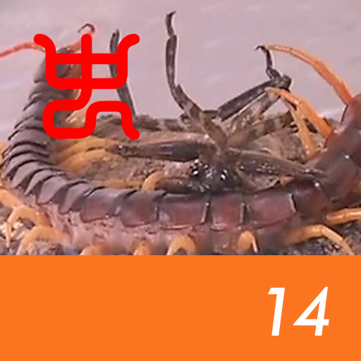 Insect arena 7 - 14.Giant water bug VS Vietnam giant centipede
