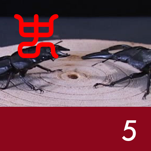 Insect arena 3 - 5.Alcides stag beetle(short tooth) VS Palawan stag beetle