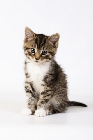 iGuides - Picking A Kitten image #1