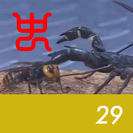Insect arena 4 - 29.Giant Vinegaroon VS Asian giant hornet