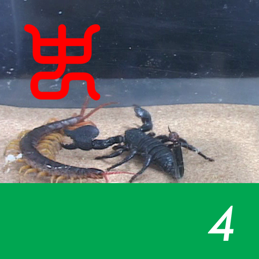 The world's strongest king of insect decision Vol.1 - 4.Emperor scorpion VS Vietnam giant centipede