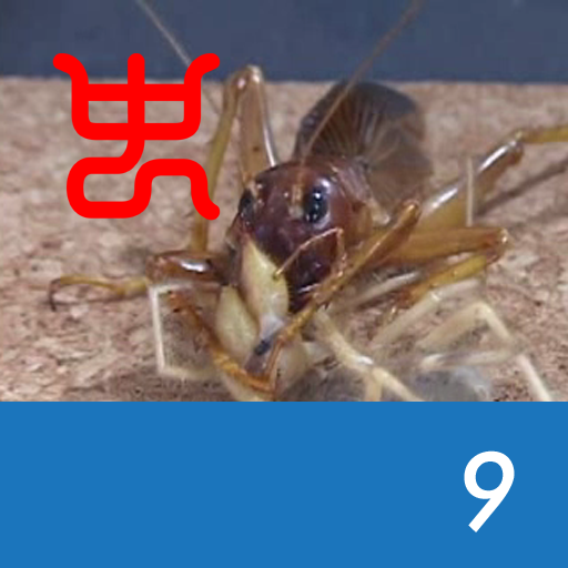 Insect Arena 2 - 9.Riock VS Wind scorpion