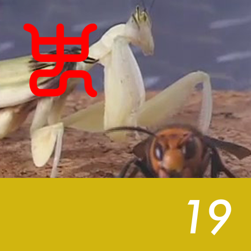 Insect arena 4 - 19.Orchid praying mantis VS Asian giant hornet